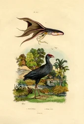 Purpurhuhn